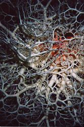 Basket star taken with bonica multi snapper Port McNeill ... by Christine Hind 